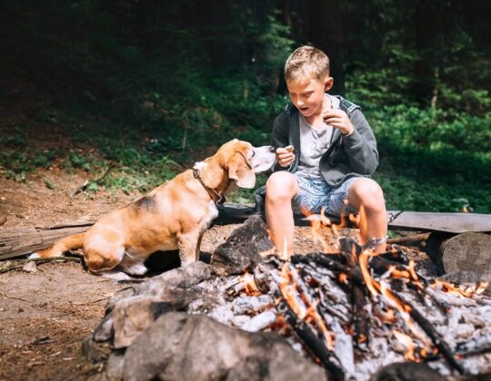 Exploring the Wild Together: Camping and Hiking with Pets – Tips and Tricks